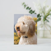 VS, Californië. Portret van Labradoedle 3 Briefkaart (Staand voorkant)