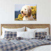 VS, Californië. Portret van Labradoedle 3 Canvas Afdruk (Insitu (Slaapkamer))