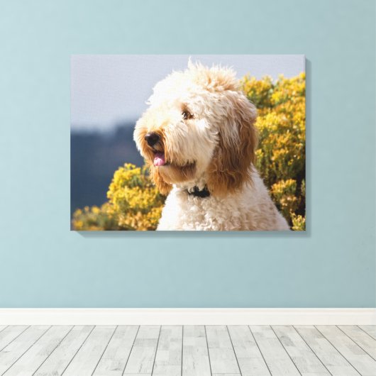 VS, Californië. Portret van Labradoedle 3 Canvas Afdruk (Insitu (Houten vloer))