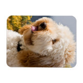 VS, Californië. Portret van Labradoedle 3 Magneet (Horizontaal)