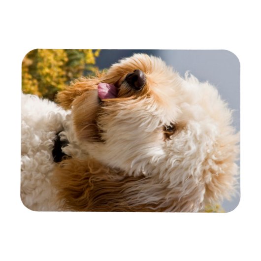 VS, Californië. Portret van Labradoedle 3 Magneet (Horizontaal)