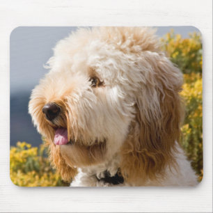 VS, Californië. Portret van Labradoodle 3 Muismat