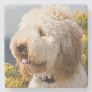 VS, Californië. Portret van Labradoodle 3 Stenen Onderzetter