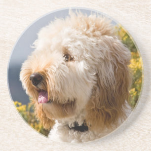 VS, Californië. Portret van Labradoodle 3 Zandsteen Onderzetter