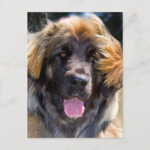 VS, Californië. Portret van zittende Leonberger Briefkaart