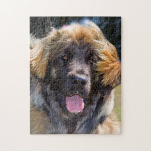 VS, Californië. Portret van zittende Leonberger Legpuzzel