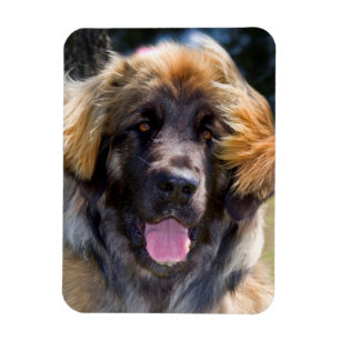 VS, Californië. Portret van zittende Leonberger Magneet