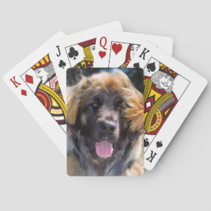 VS, Californië. Portret van zittende Leonberger Pokerkaarten