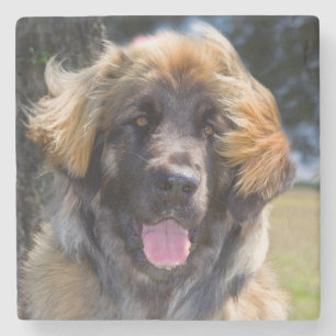 VS, Californië. Portret van zittende Leonberger Stenen Onderzetter