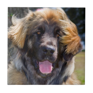 VS, Californië. Portret van zittende Leonberger Tegeltje