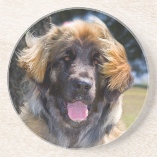 VS, Californië. Portret van zittende Leonberger Zandsteen Onderzetter