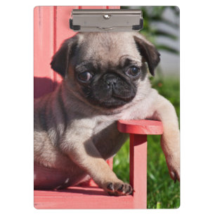VS, Californië. Pug Puppy Slouching Klembord
