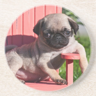 VS, Californië. Pug Puppy Slungelend Zandsteen Onderzetter