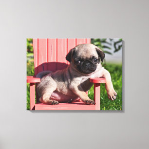 VS, Californië. Pugg puppy hangt Canvas Afdruk