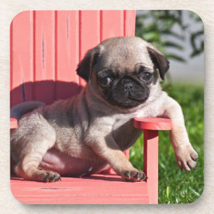 VS, Californië. Pugg puppy hangt onderuit Bier Onderzetter