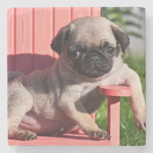 VS, Californië. Pugg puppy hangt onderuit Stenen Onderzetter