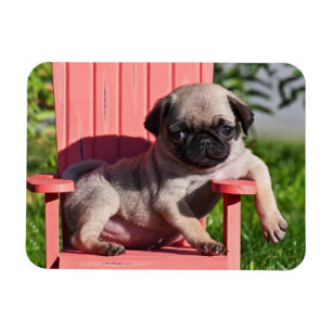 VS, Californië. Puggend Puppy Hangend Magneet