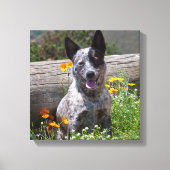 VS, Californië. Queensland Healer Sitting 2 Canvas Afdruk (Voorkant)