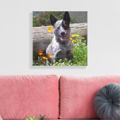 VS, Californië. Queensland Healer Sitting 2 Canvas Afdruk (Insitu (Woonkamer))