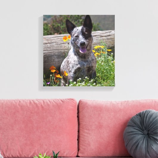 VS, Californië. Queensland Healer Sitting 2 Canvas Afdruk (Insitu (Woonkamer))