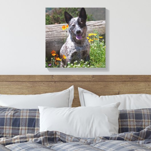 VS, Californië. Queensland Healer Sitting 2 Canvas Afdruk (Insitu (Slaapkamer))