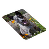 VS, Californië. Queensland Healer Sitting 2 Magneet (Rechterzijde)