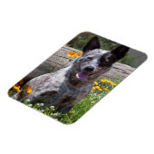 VS, Californië. Queensland Healer Sitting 2 Magneet (Linkerzijde)