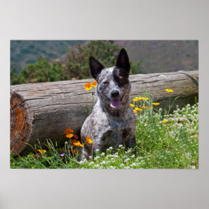 VS, Californië. Queensland Healer Sitting 2 Poster