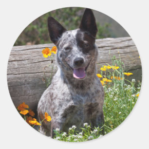 VS, Californië. Queensland Healer Sitting 2 Ronde Sticker