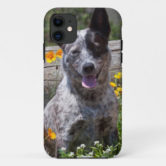 VS, Californië. Queensland Healer zittend 2 Case-Mate iPhone Case (Achterkant)