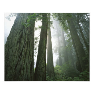 VS, Californië, Redwood National Park, 2 Foto Afdruk