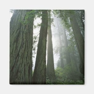 VS, Californië, Redwood National Park, 2 Magneet