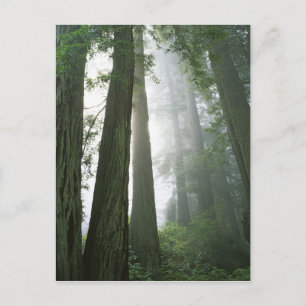 VS, Californië, Redwood National Park, Briefkaart