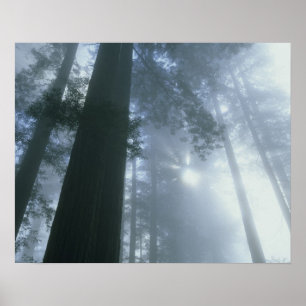 VS, Californië, Redwood National Park, Del Poster