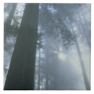 VS, Californië, Redwood National Park, Del Tegeltje