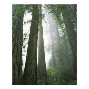 VS, Californië, Redwood National Park, Foto Afdruk