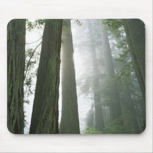 VS, Californië, Redwood National Park, Muismat