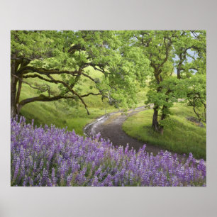 VS, Californië, Redwood National Park. Onverharde  Poster
