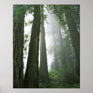 VS, Californië, Redwood National Park, Poster