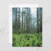 VS, Californië, Redwood NP. Ferns en Briefkaart (Voorkant / Achterkant)