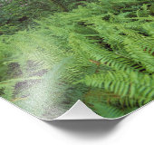 VS, Californië, Redwood NP. Ferns en Foto Afdruk (Hoek)