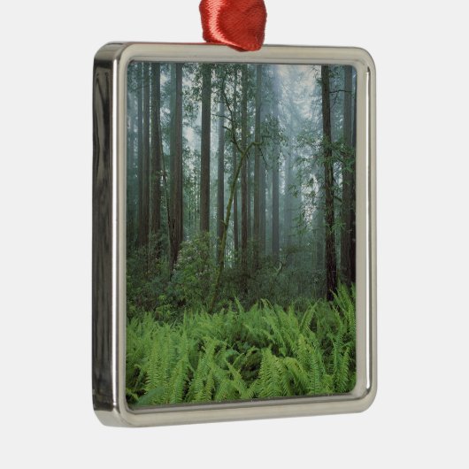 VS, Californië, Redwood NP. Ferns en Metalen Ornament (Rechts)
