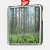 VS, Californië, Redwood NP. Ferns en Metalen Ornament (Links)