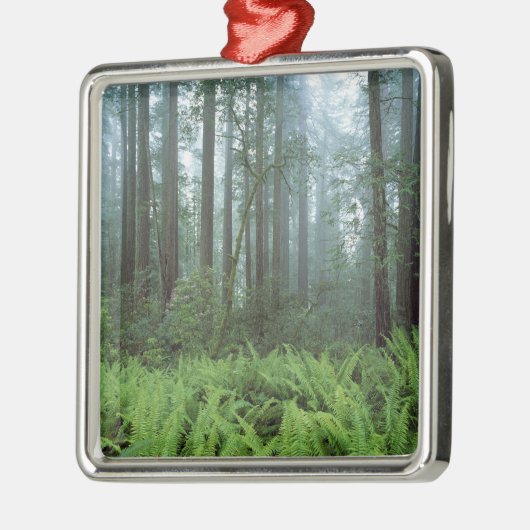 VS, Californië, Redwood NP. Ferns en Metalen Ornament (Links)