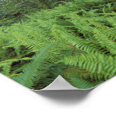 VS, Californië, Redwood NP. Ferns en Poster (Hoek)