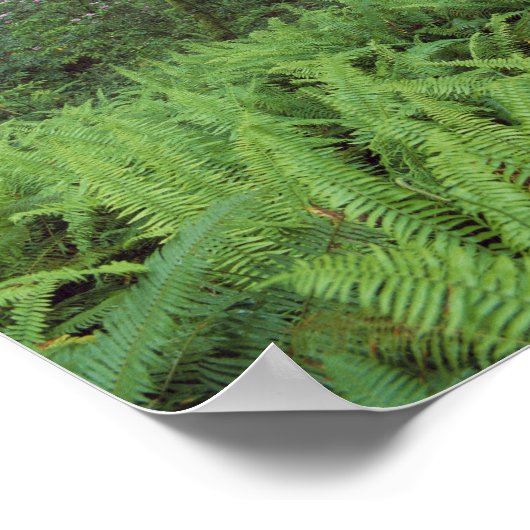 VS, Californië, Redwood NP. Ferns en Poster (Hoek)