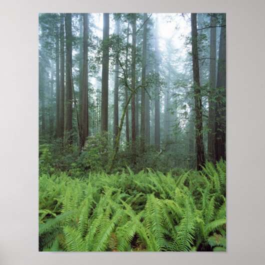 VS, Californië, Redwood NP. Ferns en Poster (Voorkant)