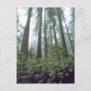 VS, Californië, Redwood NP. Nevel filtert de Briefkaart