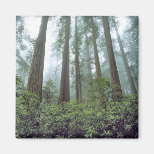 VS, Californië, Redwood NP. Nevel filtert de Magneet