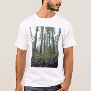 VS, Californië, Redwood NP. Nevel filtert de T-shirt